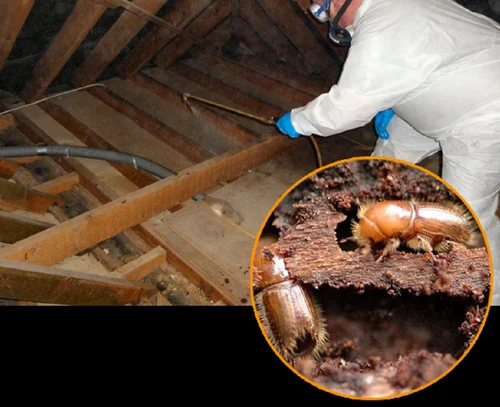 Rodent Control