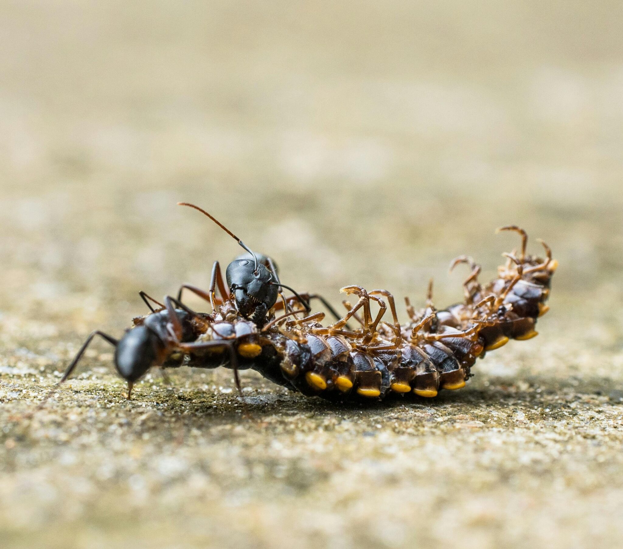 Macro photo of an ant dragging a centipede on a textured surface, showcasing nature's life cycle.
